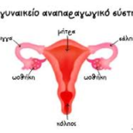 Γυναικείο αναπαραγωγικό σύστημα